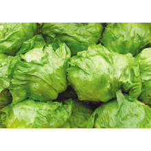 Fresh Iceberg Lettuce Supplier From China High Quality